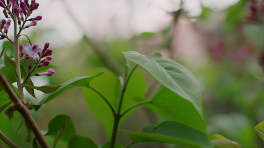 在树枝上绽放着紫色的小花视频