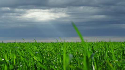 暴雨前农田里的绿色小麦视频