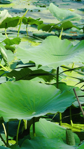 荷叶藕塘池塘夏天风景荷花塘视频