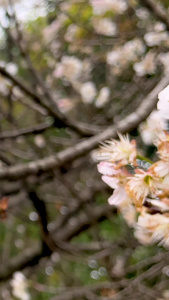 实拍艳阳高照的初春盛开的梨花粉色的花视频