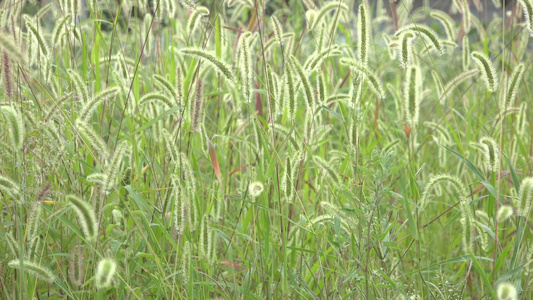 狗尾巴草视频