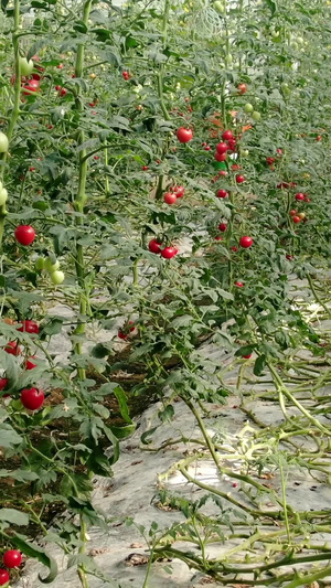有机蔬菜樱桃圣女果西红柿72秒视频