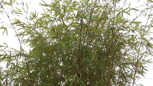 修长茂盛的竹子视频