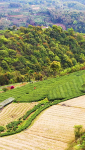 航拍福鼎山上白茶茶园合集白茶树视频