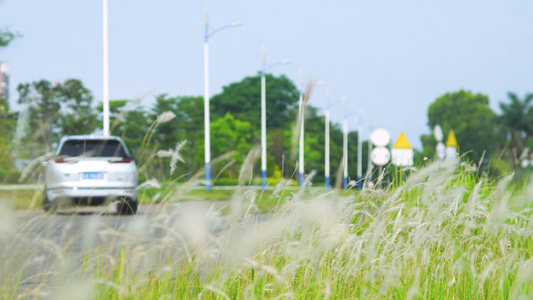 芦苇汽车道路视频