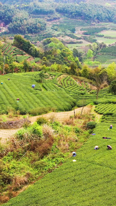 航拍福鼎山上白茶茶园合集白茶树视频