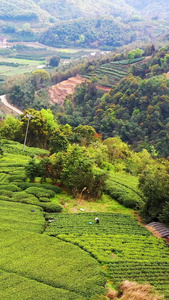 航拍福鼎山上白茶茶园合集白茶树视频