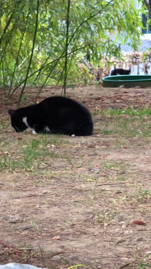 公园里的猫流浪猫组织20秒视频