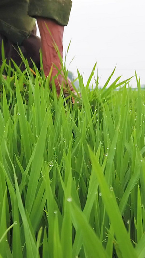 稻田秧苗育苗管理水稻苗22秒视频