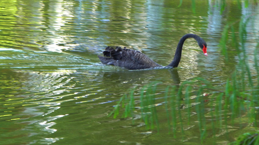 4k实拍水池上的黑天鹅合集视频