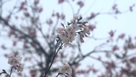 4K春天樱花季来临樱花盛开唯美视频素材[将临]视频
