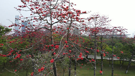 木棉花语视频