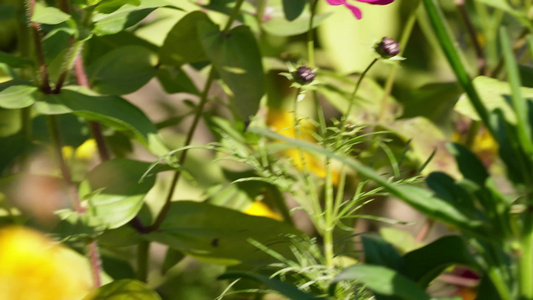 菊花花朵花卉鲜花熊蜂昆虫蜜蜂视频