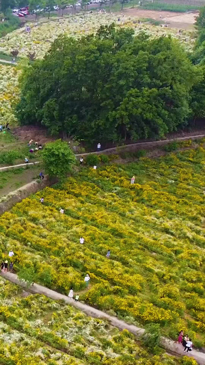 成都网红花香公园航拍网红景点78秒视频