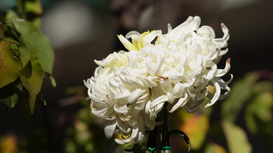 菊花赏菊花展鲜花秋季花卉植物视频