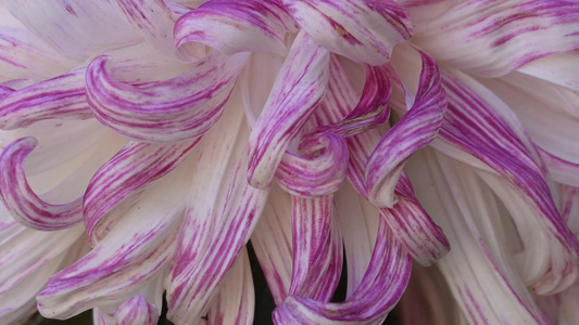 菊花赏菊花展鲜花秋季花卉植物视频