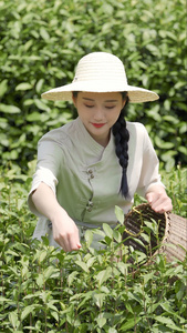 采山茶采茶季女生采茶叶视频