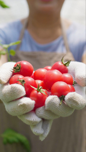 果农展示新鲜摘下的水果小西红柿圣女果8秒视频
