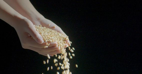 手捧小麦种子高速摄像视频