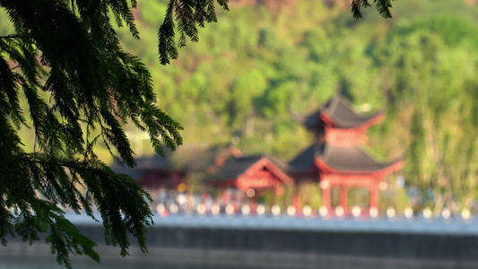 重庆照母山人和水库植物视频背景素材视频