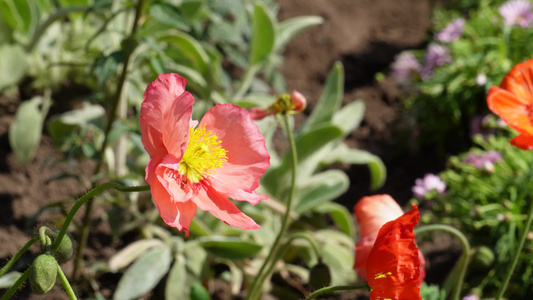 橘红色野花鲜花开花视频