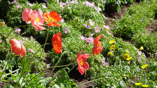 橘红色野花鲜花开花视频