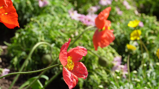 橘红色野花鲜花开花视频