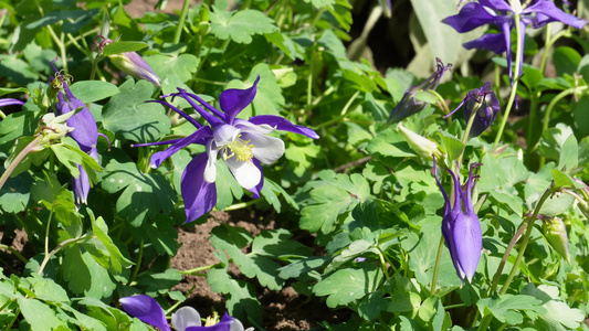 橘红色野花鲜花开花视频