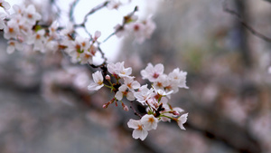 4K春天樱花季来临樱花盛开唯美视频素材45秒视频