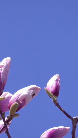 春季自然风光随风摇摆的花草合集生机勃勃63秒视频