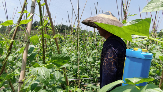 农民蔬菜地里喷洒农药视频