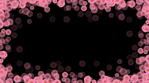 粉红菊花边框摄图网16秒视频
