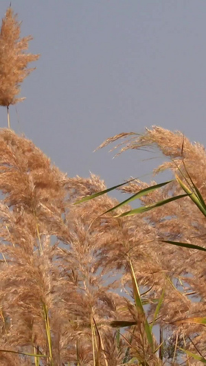 秋季风光枯黄的芦苇视频植物园69秒视频