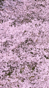 航拍城市樱花季粉色浪漫樱花素材樱花树视频