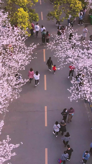 航拍城市樱花季粉色浪漫樱花素材樱花树52秒视频