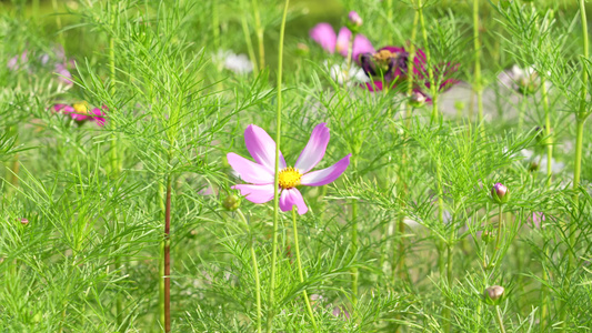 花丛中的格桑花视频