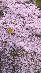 航拍城市樱花季粉色浪漫樱花素材樱花树视频