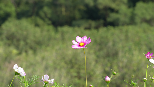 花丛中的格桑花视频