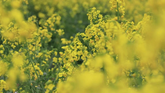 金黄油菜花视频