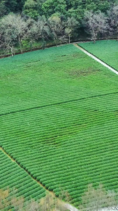 多角度高空航拍茶田茶园种植园合集龙井茶视频