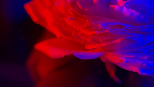 红蓝光梦幻旋转花朵视频