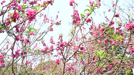 桃花实拍视频