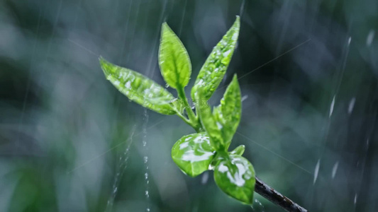 4k春雨雨水雨滴下雨嫩芽视频