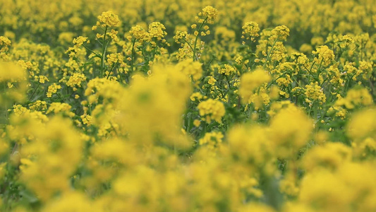 三月油菜花视频