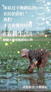 世界粮食日农耕生活公益宣传摄影视频海报视频
