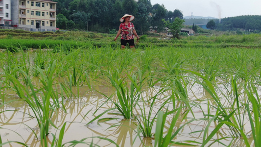 航拍春耕农民插秧农业种植[种殖]视频