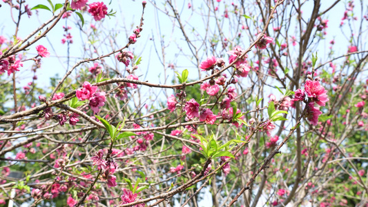 桃花实拍视频