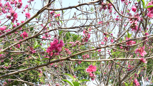 桃花实拍视频