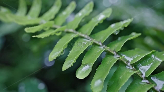 高清雨水雨滴下雨雨水滑落植物视频