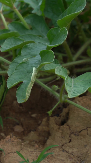 新农村西瓜种植农家作物22秒视频